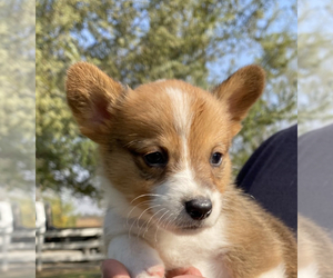 Pembroke Welsh Corgi Puppy for sale in VISALIA, CA, USA