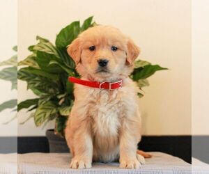 Golden Retriever Puppy for sale in LITITZ, PA, USA