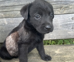 Labrador Retriever Puppy for sale in LEXINGTON, KY, USA