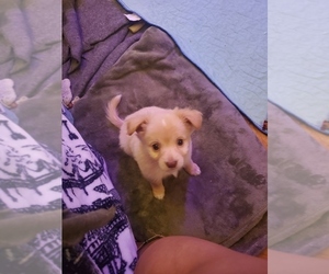 Chiranian-Golden Retriever Mix Puppy for sale in SPOKANE, WA, USA