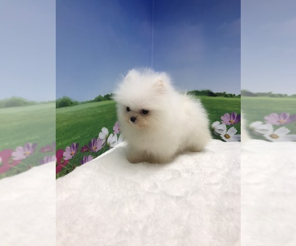 Medium Photo #5 Pomeranian Puppy For Sale in LOS ANGELES, CA, USA