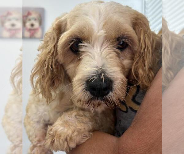Medium Photo #1 Cavachon Puppy For Sale in Westminster, MD, USA