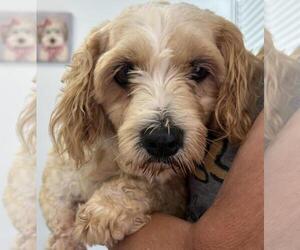 Cavachon Dogs for adoption in Westminster, MD, USA