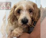 Small Cavachon