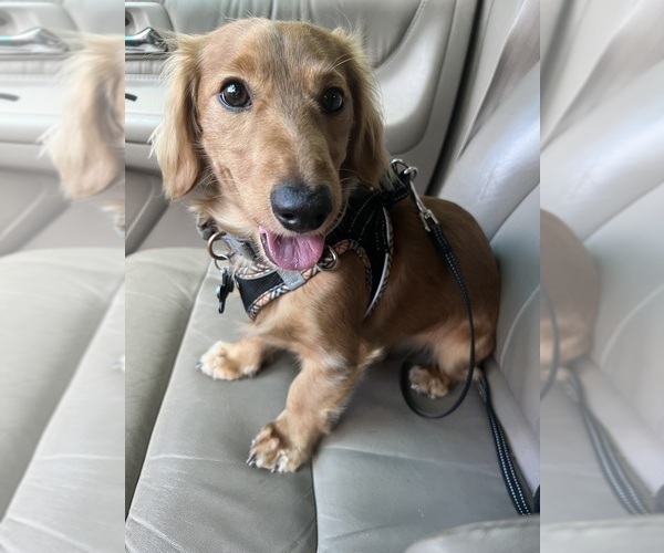 Medium Photo #1 Dachshund Puppy For Sale in PORTLAND, OR, USA