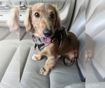Small Photo #1 Dachshund Puppy For Sale in PORTLAND, OR, USA