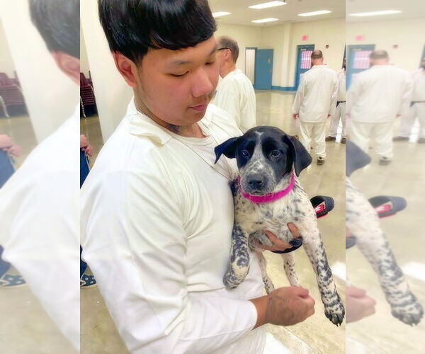 Medium Photo #3 Labrador Retriever-Unknown Mix Puppy For Sale in Alexander, AR, USA