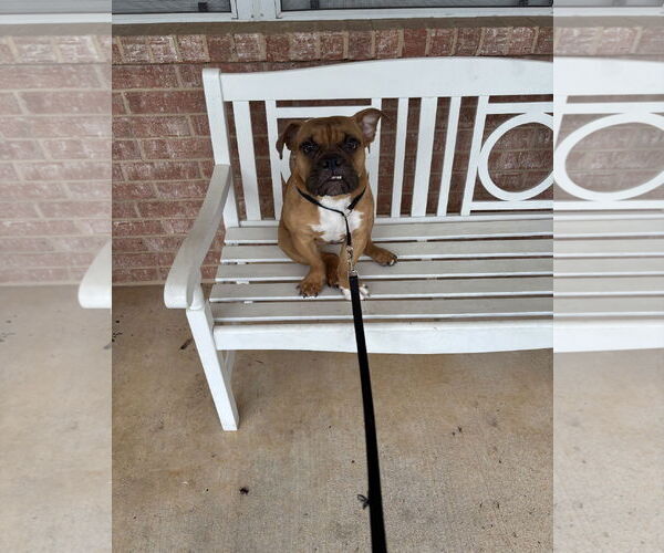 Medium Photo #2 Free-Lance Bulldog Puppy For Sale in Euless, TX, USA