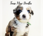 Puppy 4 Miniature Australian Shepherd-Miniature Bernedoodle Mix