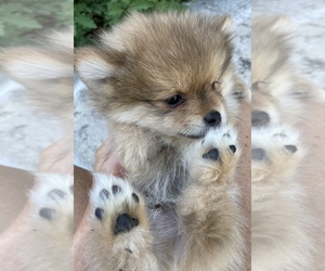 Pomeranian Puppy for Sale in ADA, Oklahoma USA