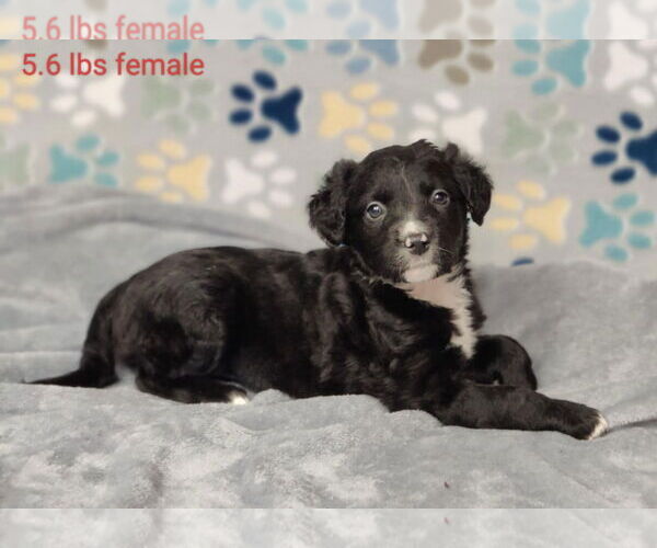 Medium Photo #7 Borador Puppy For Sale in Royal Palm Beach, FL, USA