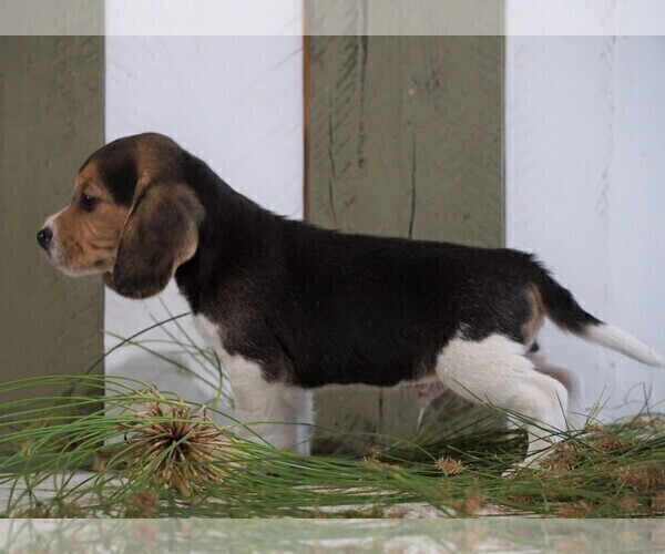 Medium Photo #2 Beagle Puppy For Sale in FREDERICKSBG, OH, USA