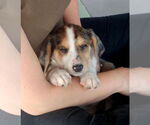 Small #1 Catahoula Leopard Dog