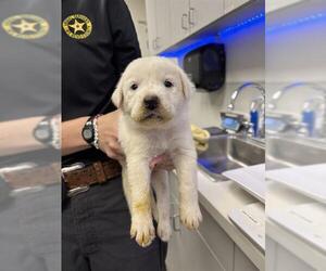 Great Pyrenees-Unknown Mix Dogs for adoption in Rosenberg, TX, USA