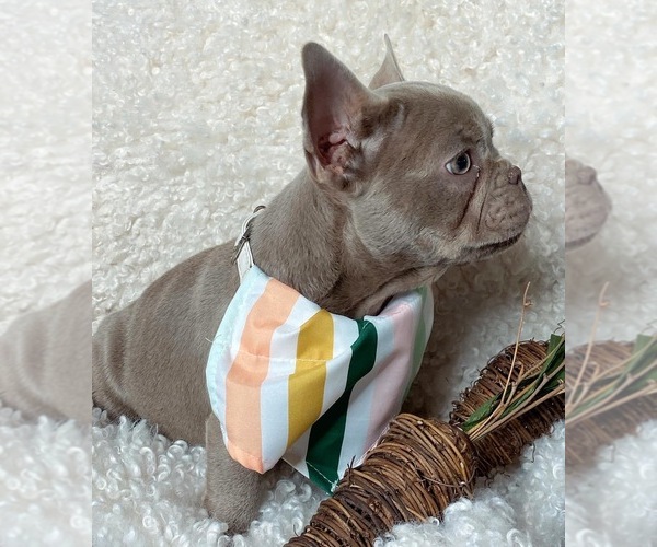 Medium Photo #1 French Bulldog Puppy For Sale in GREENVILLE, TX, USA