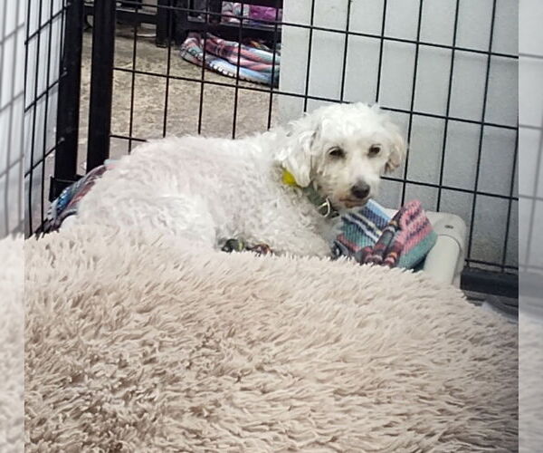 Medium Photo #2 Bichon Frise Puppy For Sale in Mukwonago, WI, USA