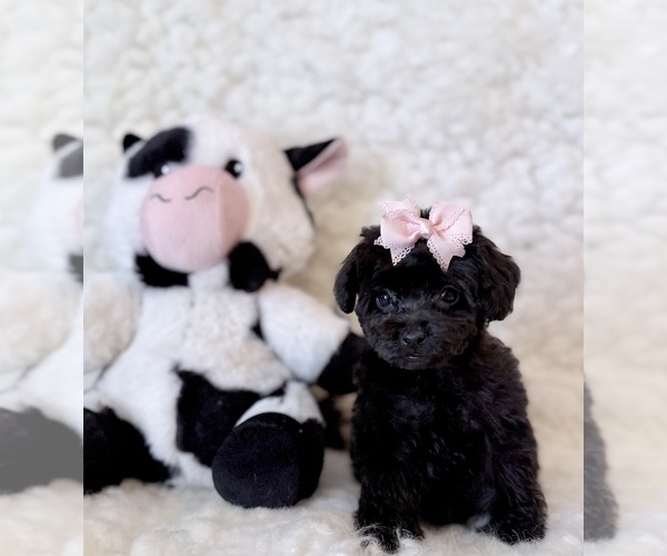 Medium Photo #4 Poodle (Toy) Puppy For Sale in REDLANDS, CA, USA