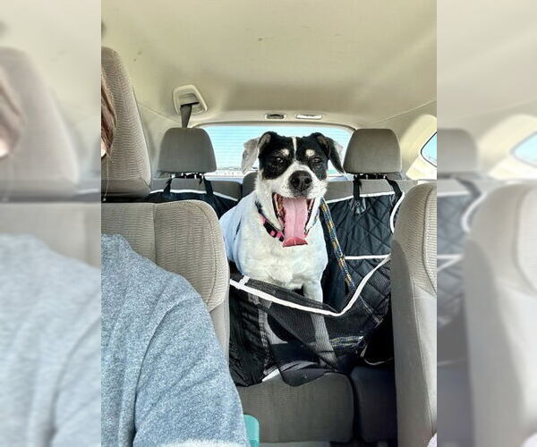 Medium Photo #3 Beagle-Unknown Mix Puppy For Sale in Rockaway, NJ, USA