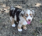 Small Photo #4 Miniature Australian Shepherd Puppy For Sale in ARDMORE, OK, USA