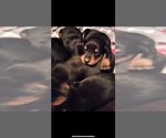 Small Doberman Pinscher