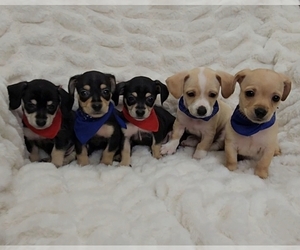 Chiweenie Puppy for sale in CYPRESS, TX, USA