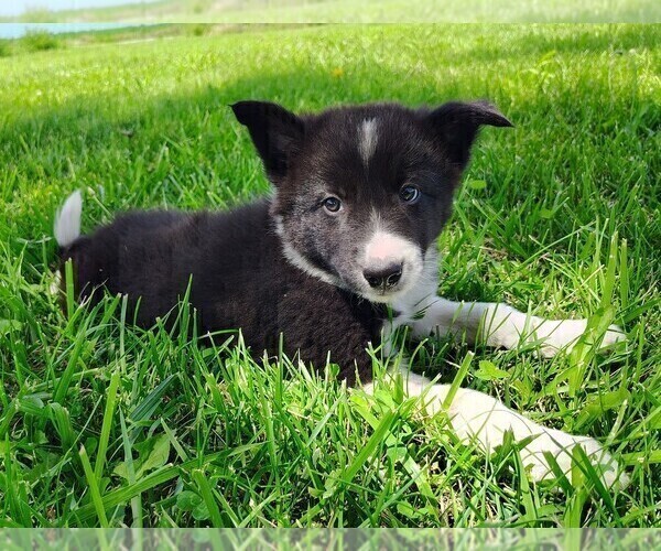 Medium Photo #8 Border Collie Puppy For Sale in NORBORNE, MO, USA