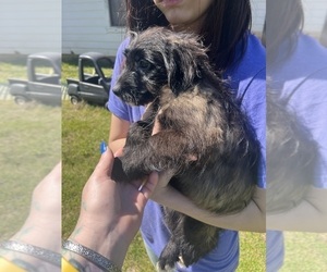 Eskipoo (Miniature) Puppy for sale in LAFAYETTE, MS, USA