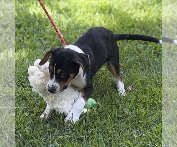Medium Photo #2 Beagle Puppy For Sale in Yardley, PA, USA