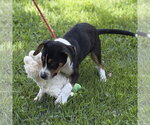 Small #1 Beagle