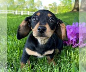 Dachshund Puppy for Sale in FREDONIA, Pennsylvania USA