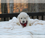 Small Photo #23 Goldendoodle Puppy For Sale in ROUGEMONT, NC, USA