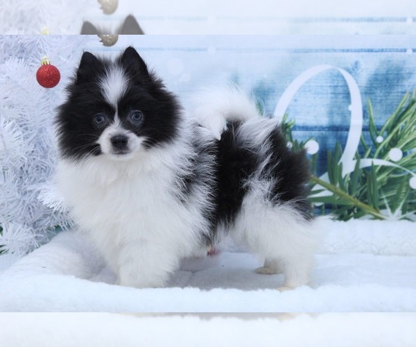Medium Photo #2 Pomeranian Puppy For Sale in MARIETTA, GA, USA