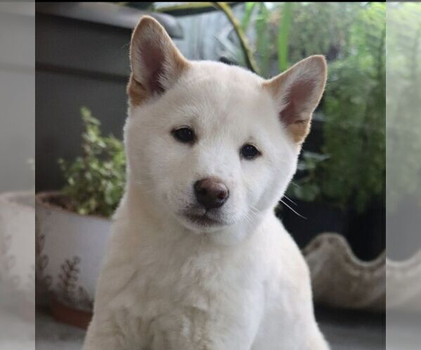 Medium Photo #1 Shiba Inu Puppy For Sale in CHARLES CITY, IA, USA