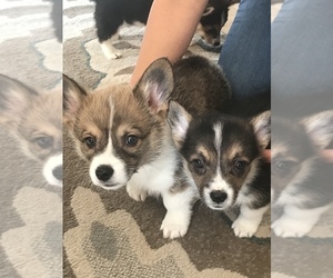 Pembroke Welsh Corgi Puppy for sale in BUTTE VALLEY, CA, USA