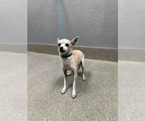 Chihuahua-Unknown Mix Dogs for adoption in Las Vegas, NV, USA