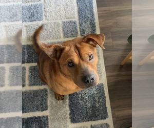 Chow Chow-Unknown Mix Dogs for adoption in Holly Springs, NC, USA