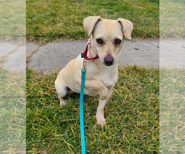 Medium Photo #2 Chihuahua-Unknown Mix Puppy For Sale in Bellevue, WA, USA