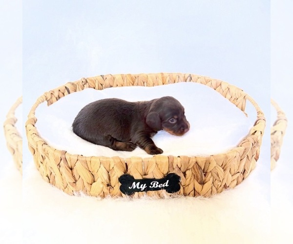 Medium Photo #3 Dachshund Puppy For Sale in DAVIS, CA, USA