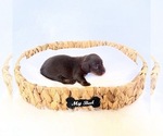 Small #2 Dachshund