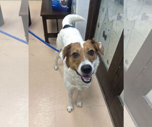 American Foxhound-Unknown Mix Dogs for adoption in Rockaway, NJ, USA