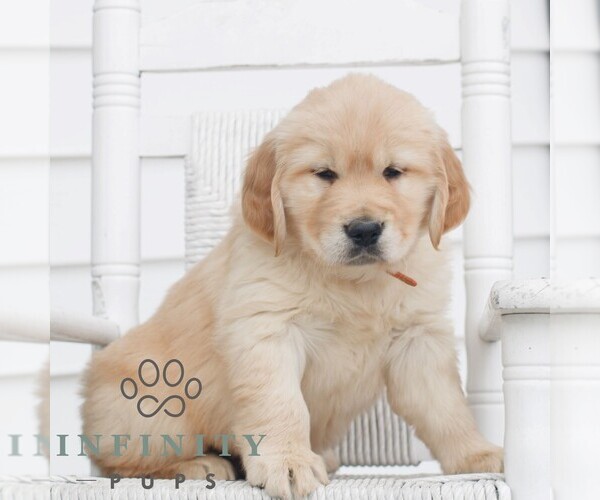 Medium Photo #3 Golden Retriever Puppy For Sale in COATESVILLE, PA, USA