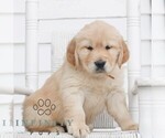 Small #2 Golden Retriever