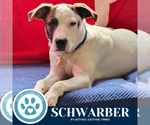 Small #1 Beagle-Pointer Mix