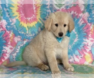 American Eskimo Dog-Goldendoodle Mix Puppy for sale in LANCASTER, PA, USA