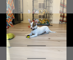 Small #3 Chihuahua-Welsh Corgi Mix