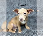 Small Chihuahua Mix