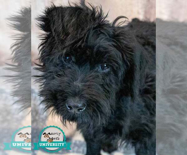 Medium Photo #1 Mutt Puppy For Sale in Kennesaw, GA, USA