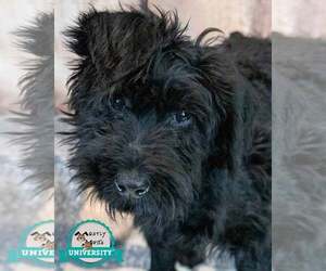 Mutt Dogs for adoption in Kennesaw, GA, USA