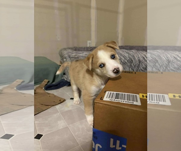Medium Photo #3 Siberian Husky-Unknown Mix Puppy For Sale in Gretna, NE, USA