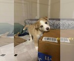 Small #2 Siberian Husky Mix